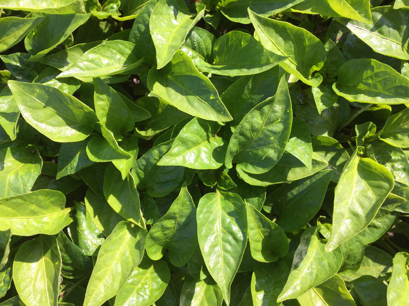 Hoek Seedlings